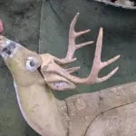 Ein 3D-Ziel mit einem Apfel auf der Nase