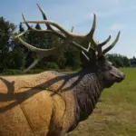 3D-Ziel Hirsch auf einem Bogenparcours